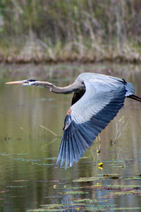 Bird flying over lake