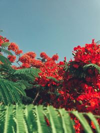 Low angle view of red flowers against clear sky