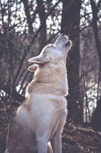 Dog looking away in forest