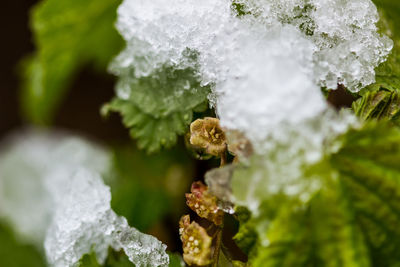 Close-up of snow on leaf