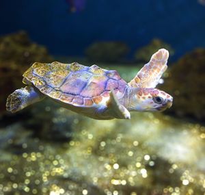 Close-up of fish swimming in aquarium