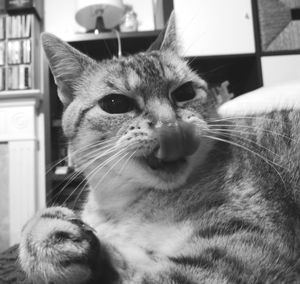 Close-up portrait of a cat at home