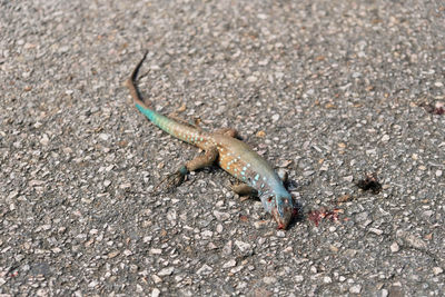 High angle view of lizard on road