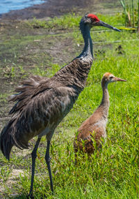 Side view of a bird on field