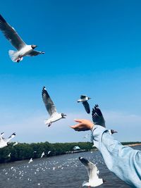 Seagulls flying in the sky