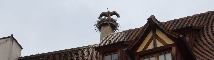 Low angle view of bird perching on roof against sky