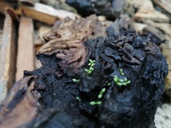Close-up of wood on tree trunk