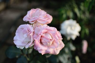 Close-up of pink rose