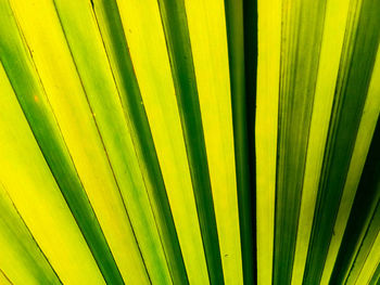 Full frame shot of palm leaf