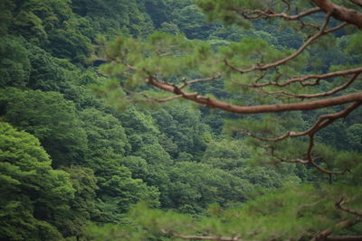 Trees in forest