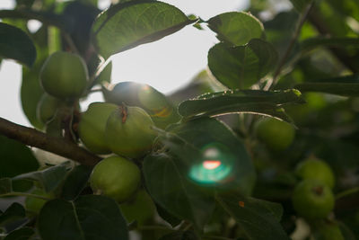 Close-up of fruits growing on tree