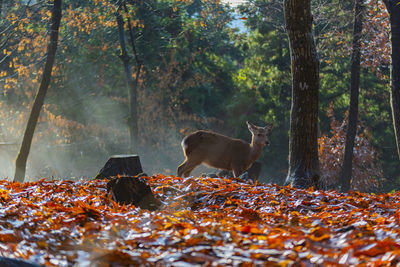 Camels in a forest