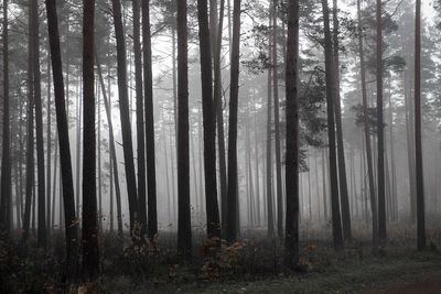 Misty forest, trees in fog, early morning nature