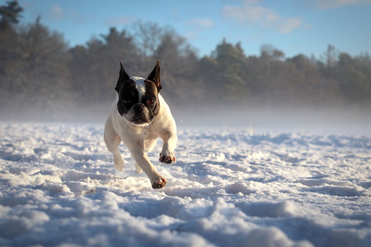 Französische Bulldogge im Schnee