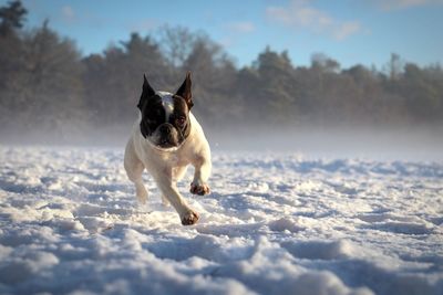 French bulldog on snow field during winter