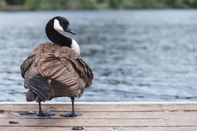 Canada goose by lake