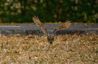 Bird flying over a field