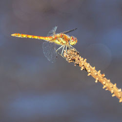Close-up of insect against sky