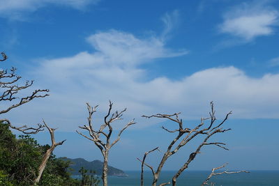 Low angle view of trees against blue sky