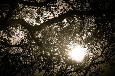 Sun shining through trees