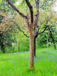 View of tree in forest