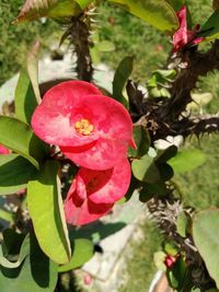 Close-up of pink rose flower