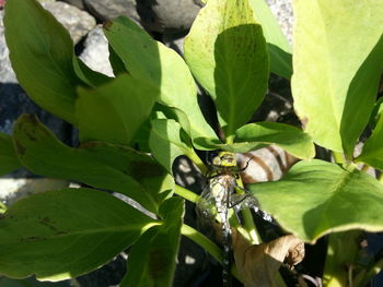 High angle view of insect on leaves