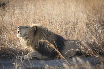 Yawning lion in grass