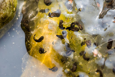 High angle view of food in water