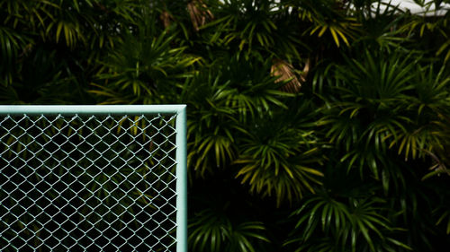 Close-up of green plants