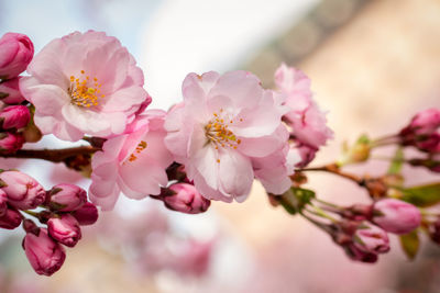 Close-up of pink cherry blossoms