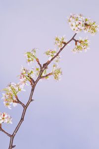 Low angle view of flowers against clear sky