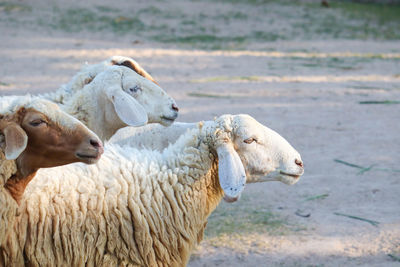 Sheep in a farm