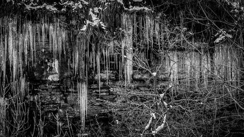 View of trees in forest