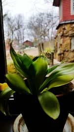 Close-up of plant against blurred background