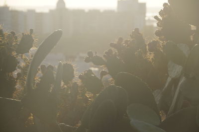 Close-up of succulent plant on field against sky