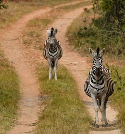 Zebras on a track 