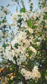 Close-up of fresh flowers on branch