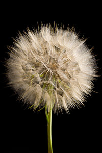 Close-up of dandelion against black background