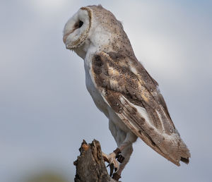Low angle view of owl perching on tree against sky