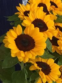 Close-up of sunflower