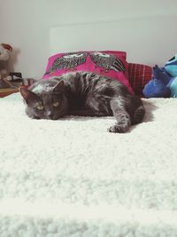 Cat sleeping on tiled floor