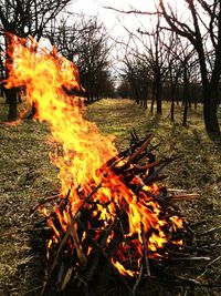 Close-up of bonfire against trees