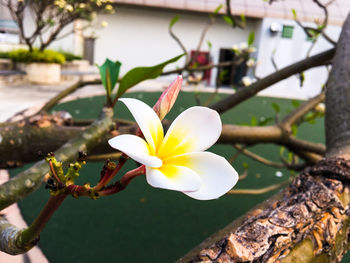 Close-up of flowers blooming outdoors