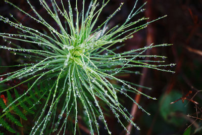 Close-up of raindrops on pine tree