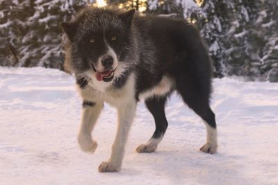 View of dog on snow covered land