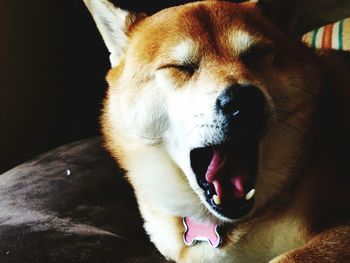 Close-up of dog yawning