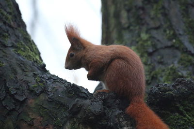 Close-up of squirrel on rock
