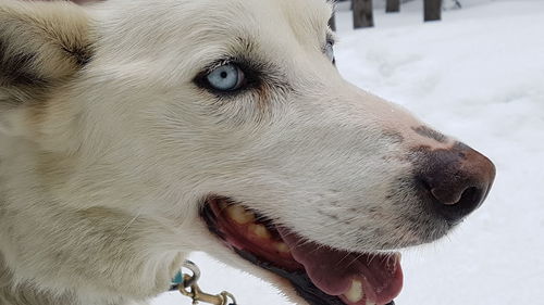 Close-up of dog looking away