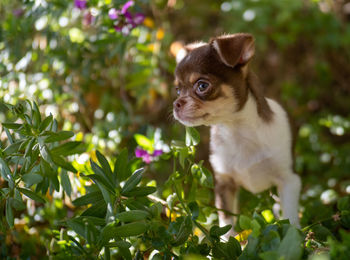 Close-up of dog